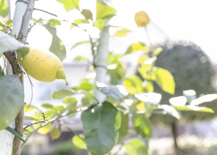 Federica 12p Milano Marittima